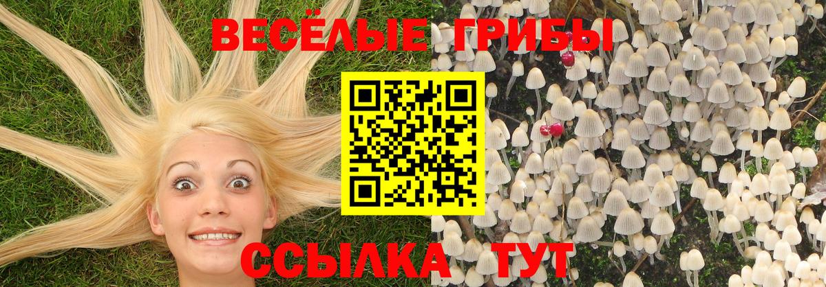 Галлюциногенные грибы Cubensis  Вход с VPN  Ковров 